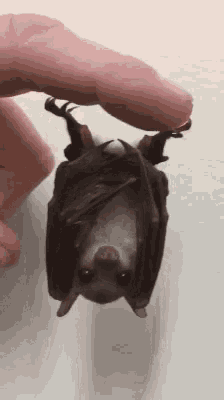 Baby Bat GIF