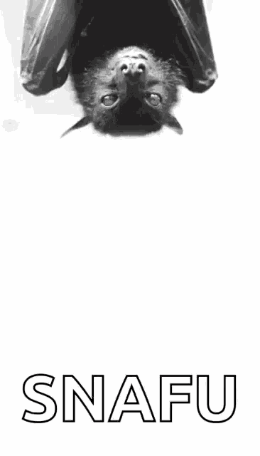 Bat Hanging GIF