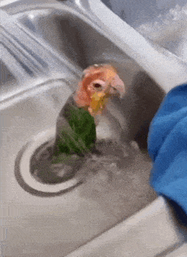 Bird Shower GIF