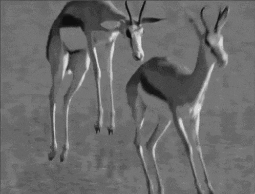 Black And White Deer GIF