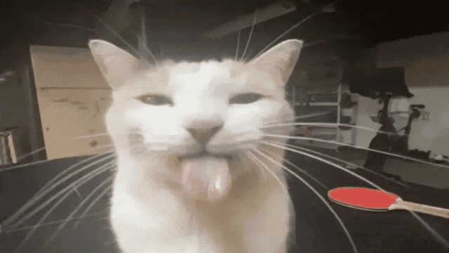 Bleh Bleh Cat GIF