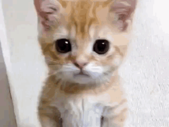 Brexby Brexby Cat GIF