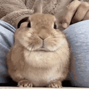 Bunny Cute GIF