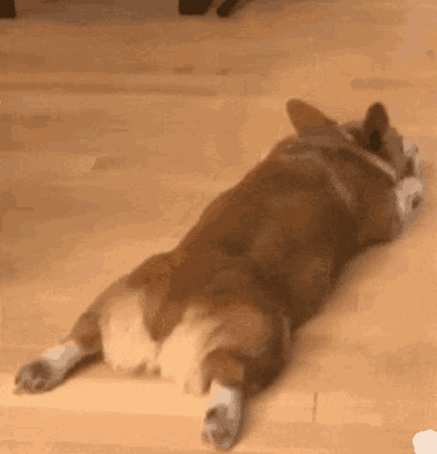 But Doggy GIF