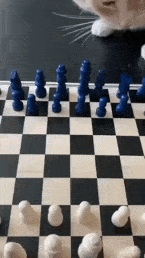 Cat Chess GIF