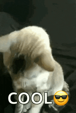 Cat Cool GIF
