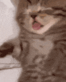 Cat Cute GIF