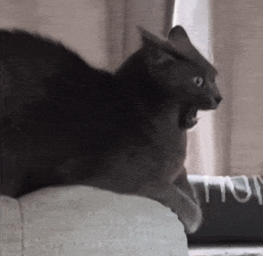 Cat Freak Out GIF