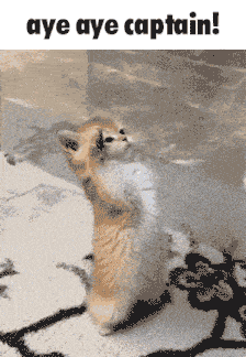 Cat Meme Salute GIF