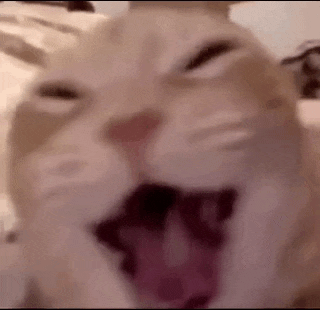 Cat Orange Cat GIF