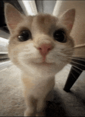 Cat Smile GIF