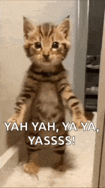 Cat GIF