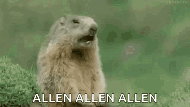 Chipmunk Scream GIF