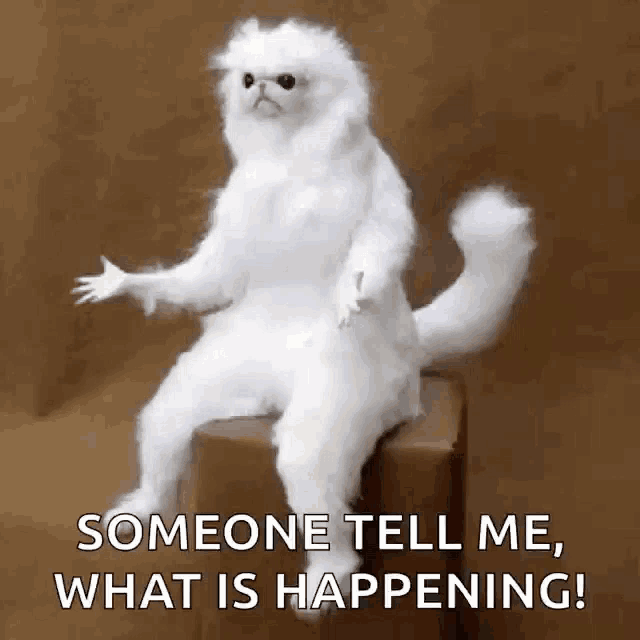 Confused White Persian Guardian GIF