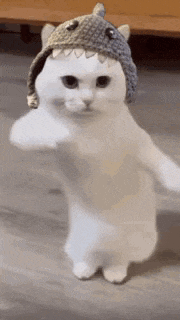 Cute Cats Dancing GIF