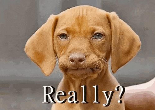 Disappointment Dog GIF