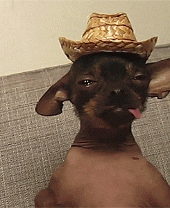 Dog Chillin GIF
