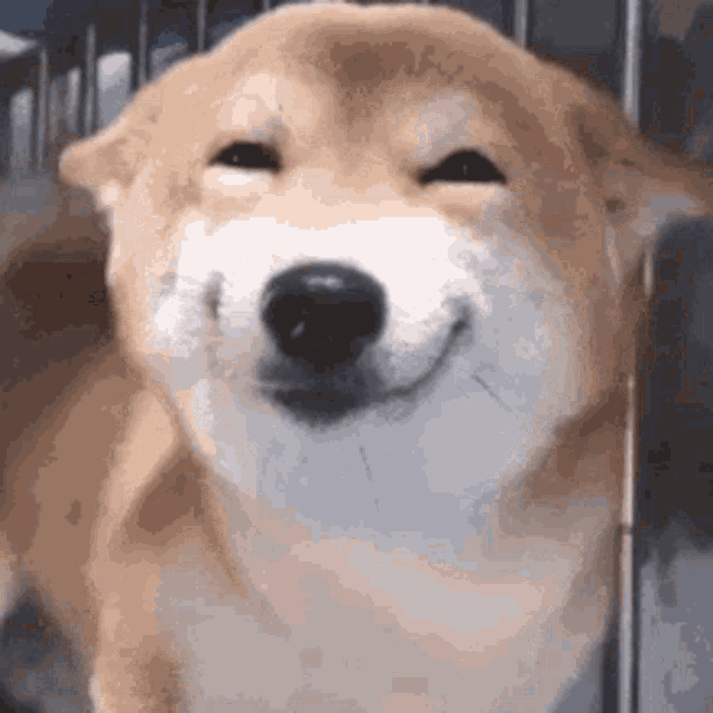 Dog GIF