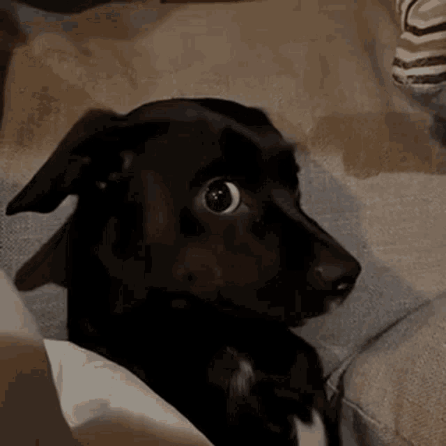 Dog Side GIF