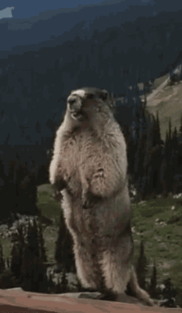 Ely Ely Scream GIF