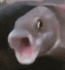 Fish GIF