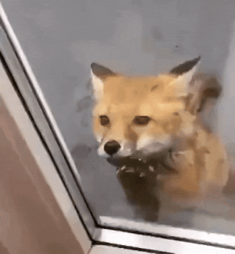 Fox Let Me In GIF