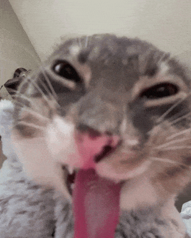 Freaky Ahh Cat GIF