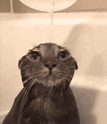 Gato Cat GIF