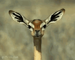 Gazelle Chewing GIF
