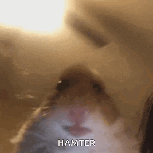 Hamster Meme GIF