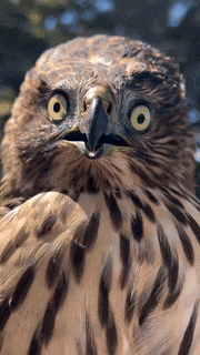Hawk Front Facing GIF