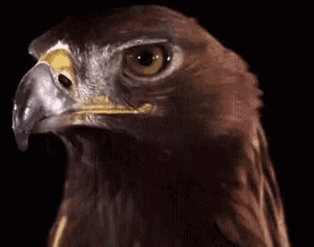 Hawks GIF