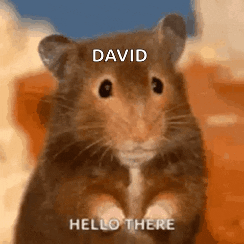 Hello Hi GIF