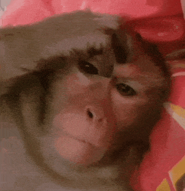 Hero Monkey GIF