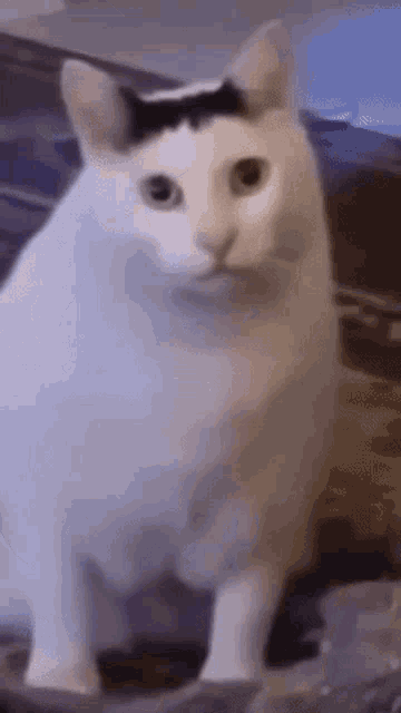Huh Cat Huh M4rtin GIF