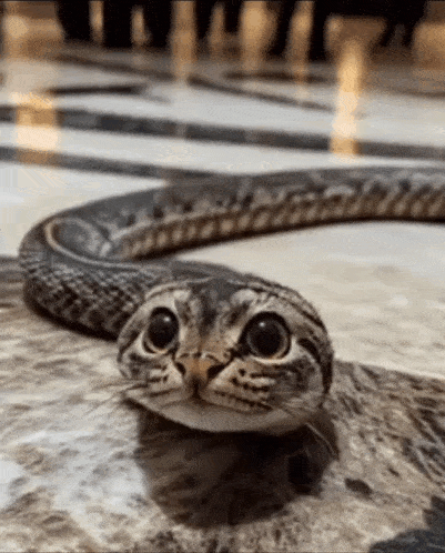 Kotomei GIF