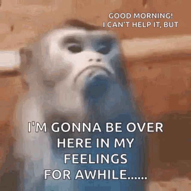 Mad Monkey Mad GIF
