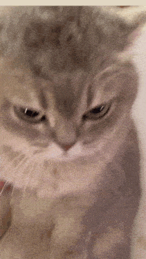 Mikonay GIF