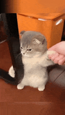 Mikonay GIF