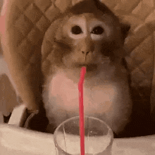 Monkey Sipping On Straw GIF
