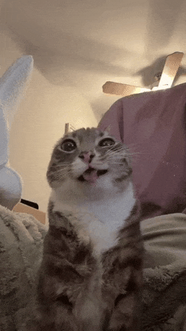 My Honest Reaction GIF