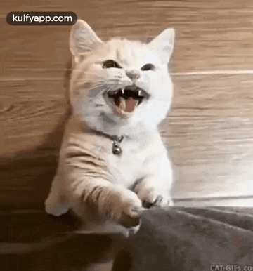 No Reason But Always Shouting Maa.Gif GIF
