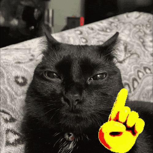 Nuhuh Zazacat GIF