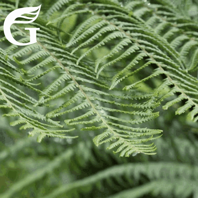 Nzgreens Green Party GIF