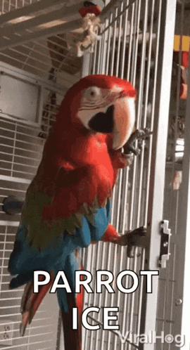 Parrot Dancing GIF