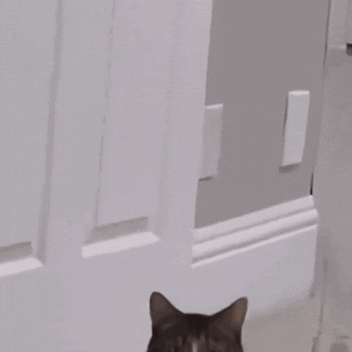 Patchesthecat Patchescat GIF