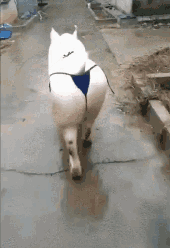 Pig Sexy Pig GIF