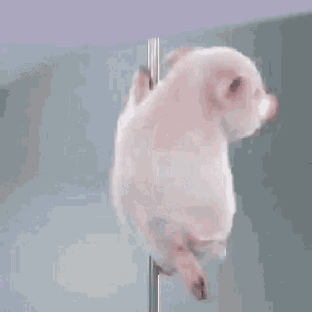 Porquinho Polidance GIF