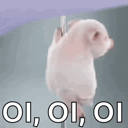 Porquinho Polidance GIF