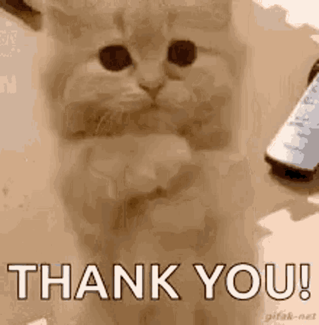 Praying Cat GIF